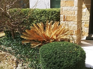 Bush Trimming by Derek Schoenfeld for Taein Y. in San Antonio, TX