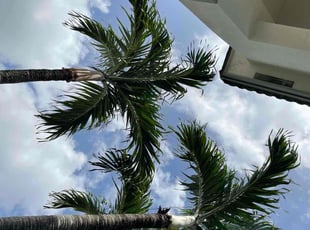 Leaf Removal by Lizett Chava for Rosmery O. in Miami, FL