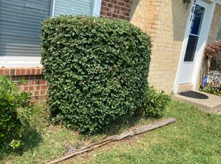 Bush Trimming by Anthony Parsons for Syeda S. in Virginia Beach, VA