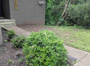 Bush Trimming by Justin Shugrue for Adam G. in Nashville, TN
