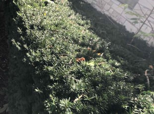 Bush Trimming by Dontrell Hood for Kathleen P. in Wauwatosa, WI