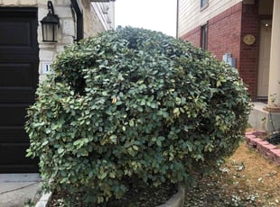 Bush Trimming by Noah Fiechtner for Jeff P. in Austin, TX