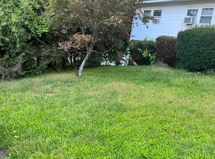 Bush Trimming by Mark Taijman for Toni P. in Waterbury, CT