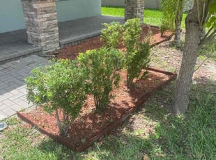 Bush Trimming by Corey Johnson for Ross Z. in Riverview, FL