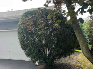 Bush Trimming by Gamaliel Barahona for Orlando J. in Gurnee, IL