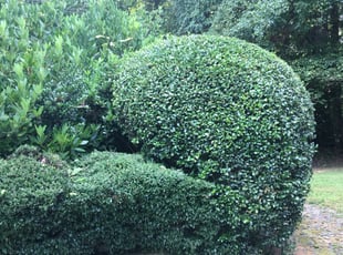 Bush Trimming by Markeiven Ogburn for Veronica A. in Fayetteville, GA