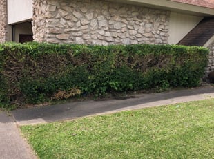 Bush Trimming by Ryan Hartman for Helen s. in Tulsa, OK