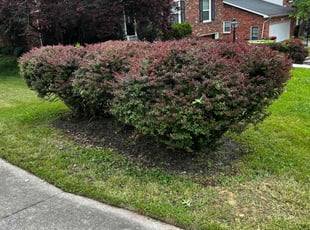 Bush Trimming by Daniel Brooks for Victoria H. in Louisville, KY