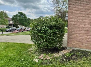 Bush Trimming by Richard Enterprise for Kevin c. in Hamilton, OH