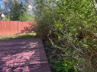 Bush Trimming by Selina Esquibel for Tracy B. in Colorado Springs, CO