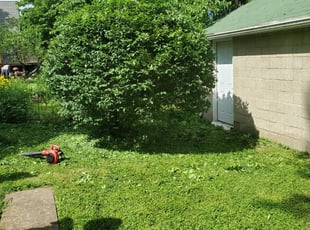 Bush Trimming by Ronald Bruggemann for Tom G. in University City, MO