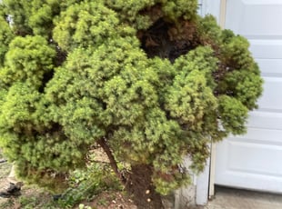 Bush Trimming by Michael Sutton for Tom D. in Galloway, OH