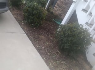 Bush Trimming by Christopher and Karen Shive for Julianna C. in Nashville, TN