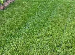 Kristen P.'s Lawn Care service result