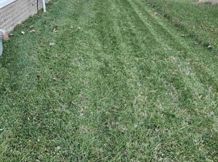 Elspeth H.'s Lawn Mowing service result