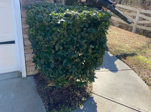 Bush Trimming by EL AllA-MuAmAd for Chad M. in Charlotte, NC