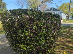Bush Trimming by Ismael Galvez for Michael S. in Pineville, NC
