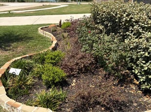 Weeding by Santiago Rodriguez for Charston H. in Manvel, TX