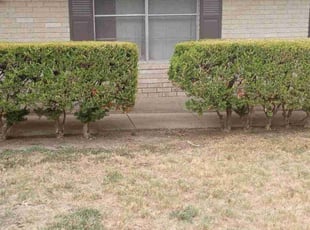 Bush Trimming by Vincent Vasquez for Eileen M. in San Antonio, TX