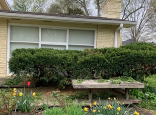 Bush Trimming by Nick Ecker for Kun W. in Prairie Village, KS