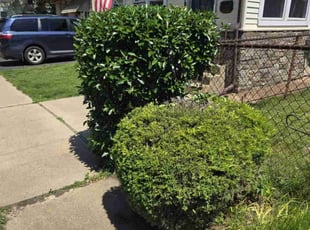 Bush Trimming by Randy Miller for Robyn L. in Hamilton Township, NJ