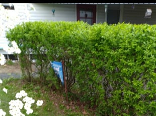 Bush Trimming by Jamie Carnes for Marilyn D. in Bedford, OH