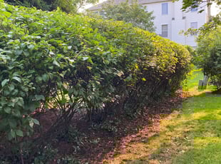 Bush Trimming by Phillip Kukla for Scott H. in Lake Zurich, IL