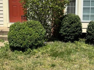 Bush Trimming by Daniel Shannon for Tammy D. in Fredericksburg, VA