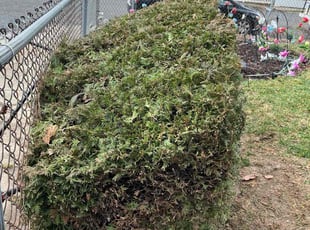 Bush Trimming by Eric Brooks for Keenya T. in Philadelphia, PA