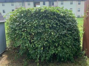 Bush Trimming by Edgar Hernandez for Patricia p. in Columbus, OH