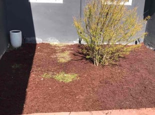 Landscaping by Jeremiah Williams for Frank K. in Margate, FL