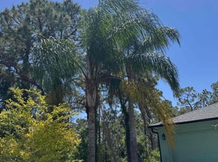 Bush Trimming by Joseph Comerford for K. Terese R. in Palm Bay, FL