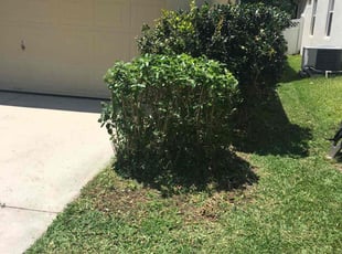 Bush Trimming by Evans Marcelin for Vanessa M. in Orlando, FL