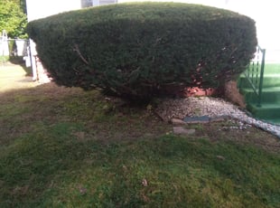 Bush Trimming by Lionel Gray for Jennifer F. in Meriden, CT