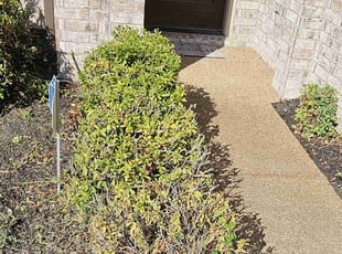 Bush Trimming by TYRONE BLAYLOCK for Yarsha J. in Cordova, TN