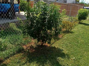 Bush Trimming by Remington Locklear for Christina R. in Corpus Christi, TX
