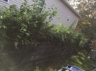 Deanna B.'s Bush Trimming service result