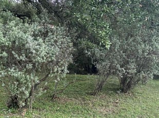 Bush Trimming by Greysi Martinez for Timothy C. in Lakeway, TX