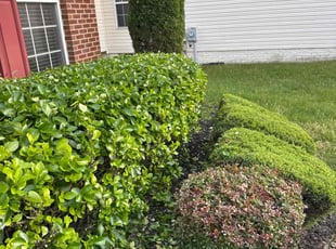 Bush Trimming by Derrick Graves for Pierrette F. in Brandywine, MD
