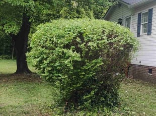 Bush Trimming by Eliseo Delgado Sanchez for Tyeesha T. in Greensboro, NC