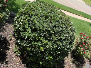 Marva M.'s Bush Trimming service result
