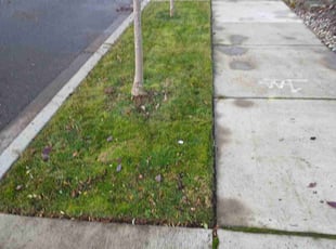 Kathy P.'s Lawn Mowing Service service result