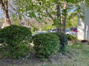 Bush Trimming by James Nash for Ethan C. in Mooresville, NC
