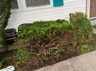 Bush Trimming by Jose Maltos for Russ D. in Cincinnati, OH