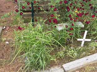 Weeding by Jeff Lock for Olivia B. in Selma, NC