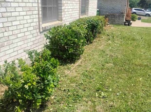 Bush Trimming by Eric Stuyvesant for Tommy C. in Garland, TX
