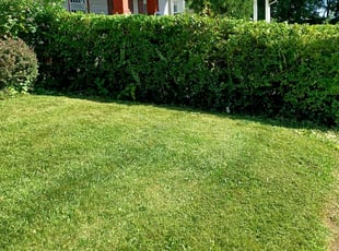 Bush Trimming by Darnell Stribling for Alex C. in Cleveland, OH