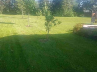 Paul B.'s Lawn Mowing service result