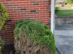 Bush Trimming by ALVAREZ LANDSCAPING LLC for Tabitha D. in Pennsauken Township, NJ
