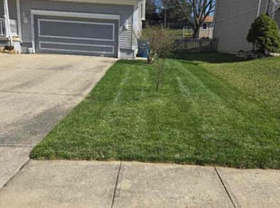 Jason E.'s Yard Cutting service result